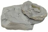 Upper Cambrain Trilobite (Labiostria) - Positive/Negative #212616-2